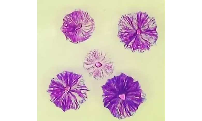 آزمایش ساخت گل های سدیمی 2